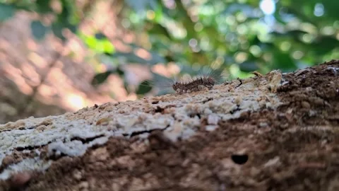 A fuzzy caterpillar with prominent bristles slowly moving Stock Footage 341679110