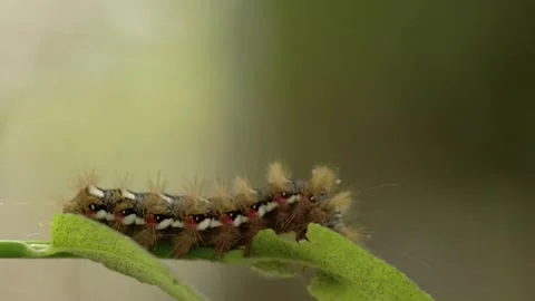 Fuzzy Caterpillars on Leaf. Stock Footage 307264929