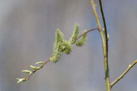 Fuzzy catkin with tiny leaves captured in side profile, sunlight highlighti.. Stock Photos