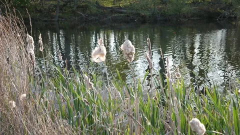 Fuzzy Cattails Blowing in the Wind Stock Footage 108113742