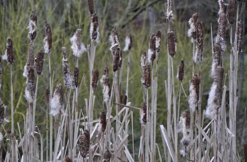 Fuzzy cattails Stock Photos