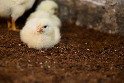 Fuzzy Chick on Farm Stock Photos