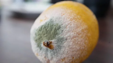 Fuzzy Citrus Contamination, Closeup Of Mold On Rotting Citrus, Detailed View Of Stock Footage 323627769
