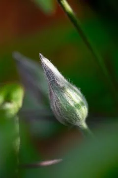 Fuzzy Clematis Bud Foto stock