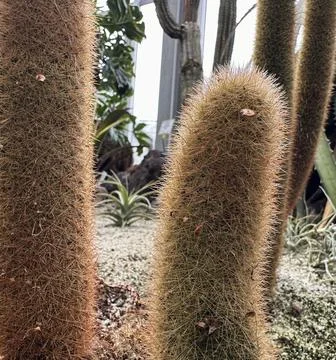 Fuzzy Columnar Cacti in Botanical Setting Stock Photos