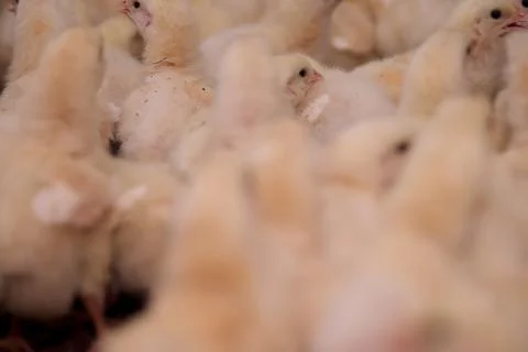 Fuzzy Crowd of Chicks Stock Photos
