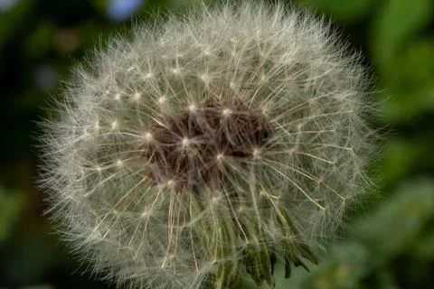 Fuzzy dandelion Stock Photos
