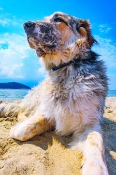 Fuzzy dog at the beach Stock Photos