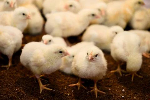 Fuzzy Flock Together Stock Photos