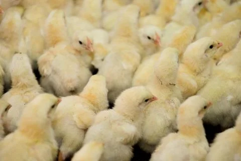 Fuzzy Flock Together Stock Photos