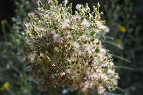 Fuzzy flower Stock Photos