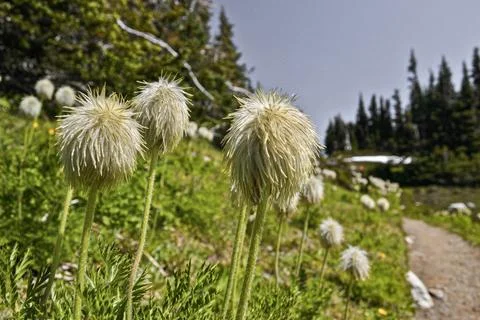 Fuzzy Flowers in Springtime Meadow Stock Photos