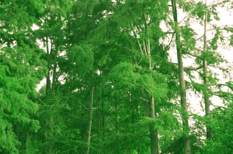 Fuzzy forest Stock Photos