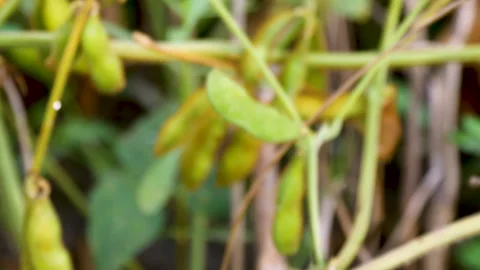 Fuzzy green beans vegetable grown in a home garden space Stock Footage 256737055