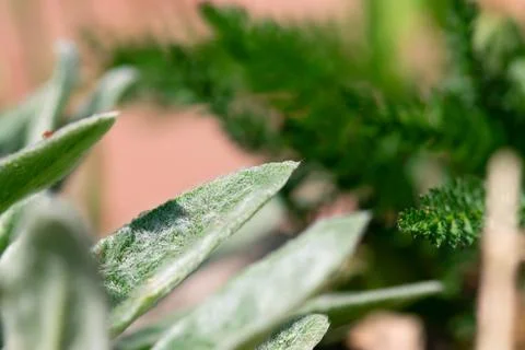 Fuzzy Green Leaf Foto stock