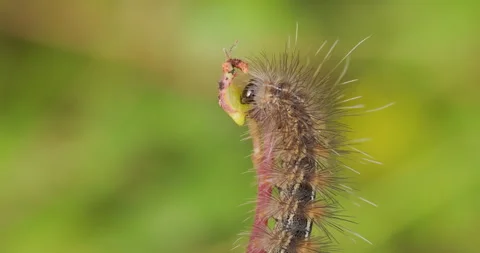 Fuzzy Hairy moth caterpillar eating a leaf in morning sun; macro of brown Stock-Footage 330846867