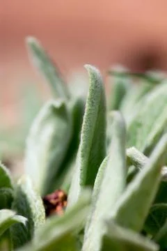 Fuzzy Lambs Ear Edge Foto stock