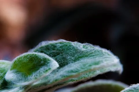 Fuzzy leaf macro Stock Photos