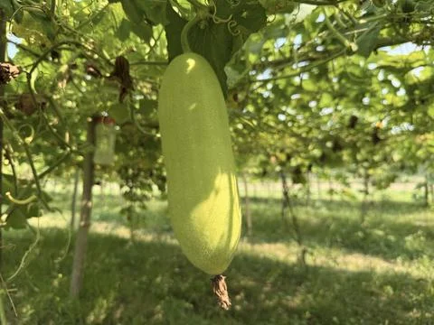 Fuzzy light green winter melon hangs from its vine in a garden setting Stock Photos