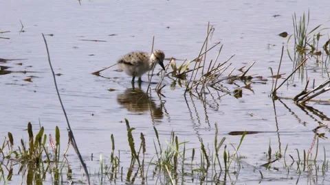 Fuzzy little Avocet chick pecks, foraging for insects in shallow water Stock Footage 337901230