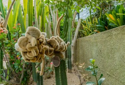 Fuzzy looking type of cactus Stock Photos