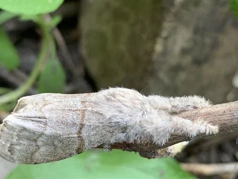 A fuzzy moth with detailed wing patterns is clinging to a slender branch amidst Stock Photos