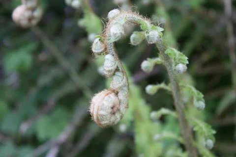 Fuzzy odd plant Stock Photos