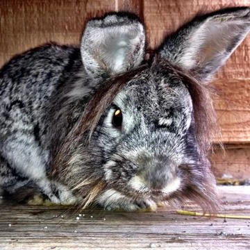 Fuzzy Rabbit Photos
