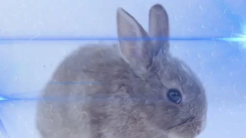 Fuzzy rabbit turning head, ear twitching then shifting right, clear panel 動画素材 334038993