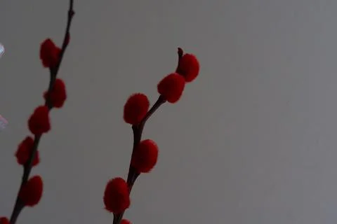 Fuzzy red buds cluster on slender branch Stock Photos