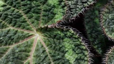 Fuzzy Rex Begonia Leaf Texture Macro 4K Stock Footage 343763408