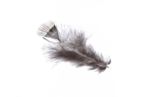 Fuzzy single elegance isolated pheasant feather. Macro close-up. Stock Photos