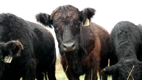 Fuzzy Steers Stock Footage 153240270