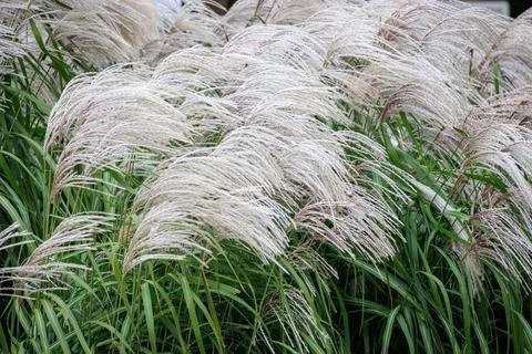 The fuzzy stems of Chinese silver grass, Miscanthus sinensis, growing in an.. Stock Photos
