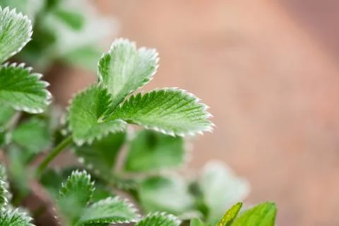 Fuzzy Strawberry Leaf Stock Photos