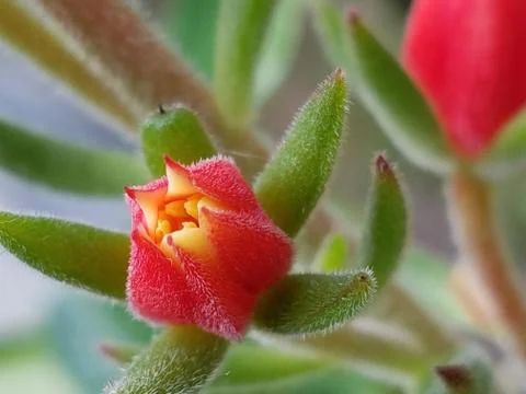 Fuzzy Succulent  스톡 사진
