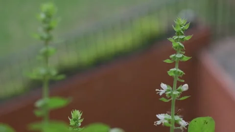 Fuzzy teddy bear bee flies around flowering plants in macro slow motion against Stock Footage 321899614