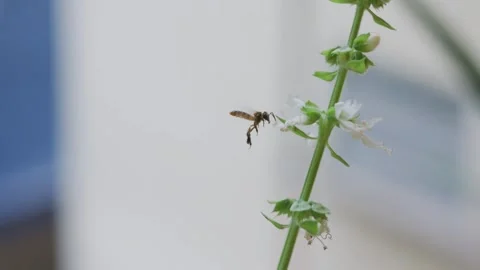 Fuzzy teddy bear bee hovers around flower before landing on blossom to collect Stock Footage 321899725