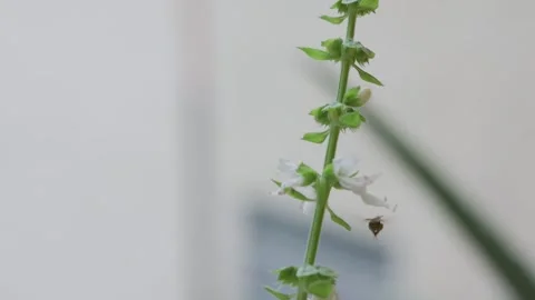 Fuzzy teddy bear bee hovers continuously around flowers without landing then Stock Footage 321899740