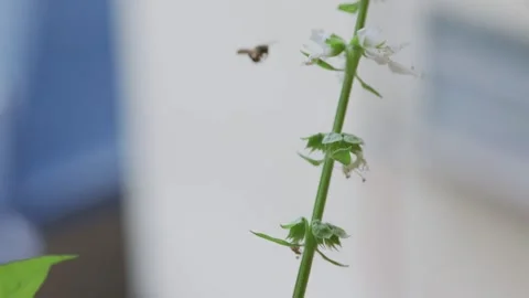 Fuzzy teddy bear bee hovers and flies continuously around flowering plants in Stock Footage 321899929