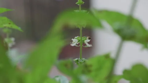 Fuzzy teddy bear bee lands on flower to collect pollen in macro slow motion Stock Footage 321898866