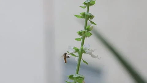 Fuzzy teddy bear bee pollinating flower is startled and flies away when second Stock Footage 321898877
