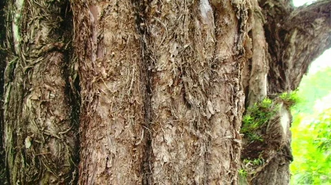 Fuzzy Tree Bark Pan Stock Footage 630426