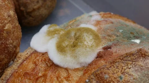 Fuzzy white and green mold growing on old bread Stock Footage 328335578