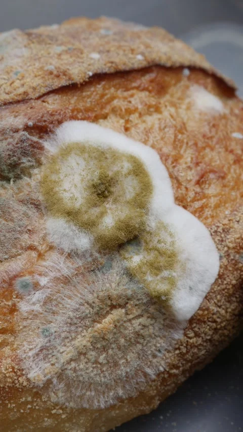 Fuzzy white and green mold growing on old bread Stock Footage 328335599