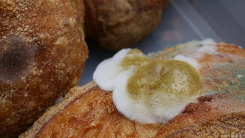 Fuzzy white and green mold growing on old bread Stock Footage 328489782