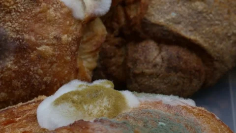 Fuzzy white and green mold growing on old bread Stock Footage 328489784