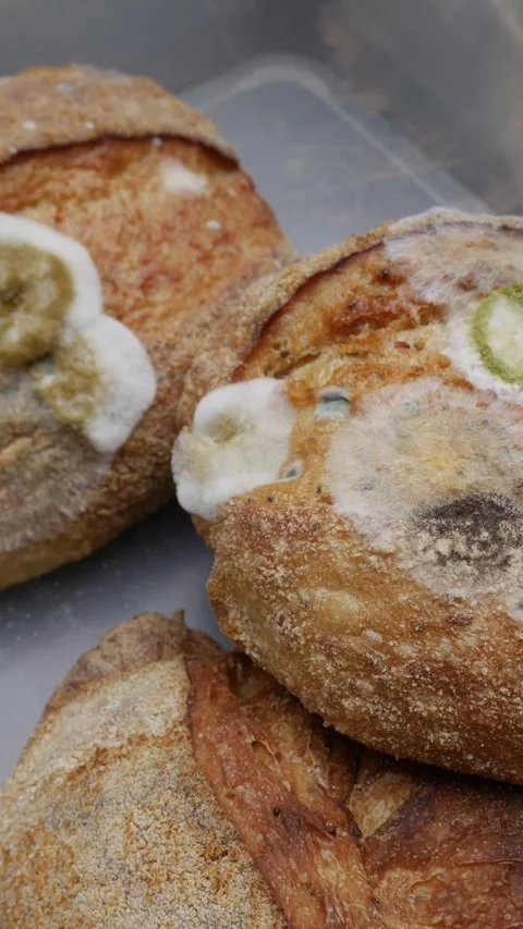 Fuzzy white and green mold growing on old bread Stock Footage 328489791