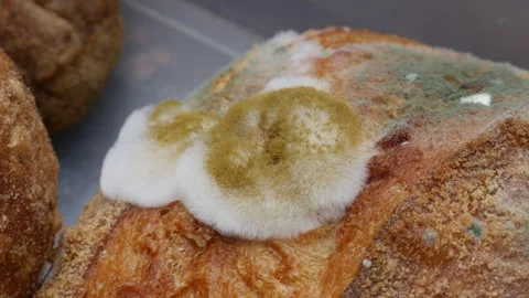 Fuzzy white and green mold growing on old bread Stock Footage 329145296
