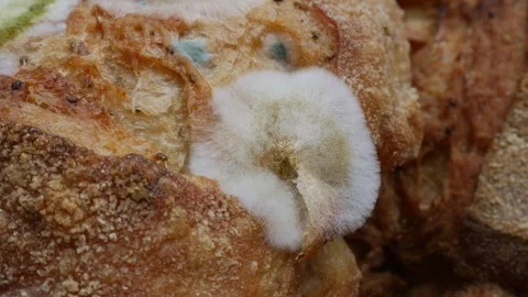 Fuzzy white and green mold growing on old bread Stock Footage 329597670